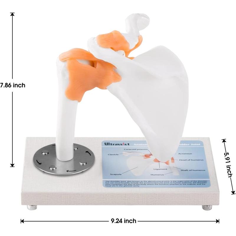 Ultrassist Human Shoulder Joint Model with Ligaments, Flexible 1:1 Scientific Life Size with 360¡ã Rotatable Wooden Display Base, Includes Anatomy Diagram for Classroom Education & Medical Training