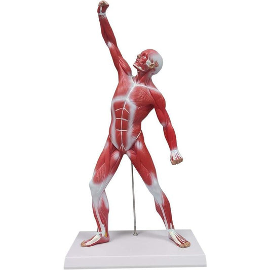 Human Anatomy Muscle Model, 20" Miniature Muscular System Model, Ideal Displaying & Visualizing Model of Superficial Structure