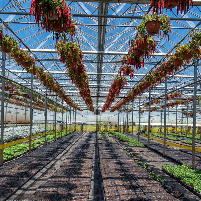 5 Pack Polycarbonate Greenhouse Panels Polycarbonate Sheets Twin-Wall Roof Panels Waterproof UV Protected Clear Corrugated Plastic Roofing for Greenhouse Replacement (4' x 2' x 0.16'')