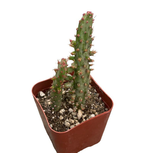 Dancing Couple Cactus, 2 inch Cactus ??